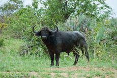 Afrikanischer Büffel (94 von 102).jpg